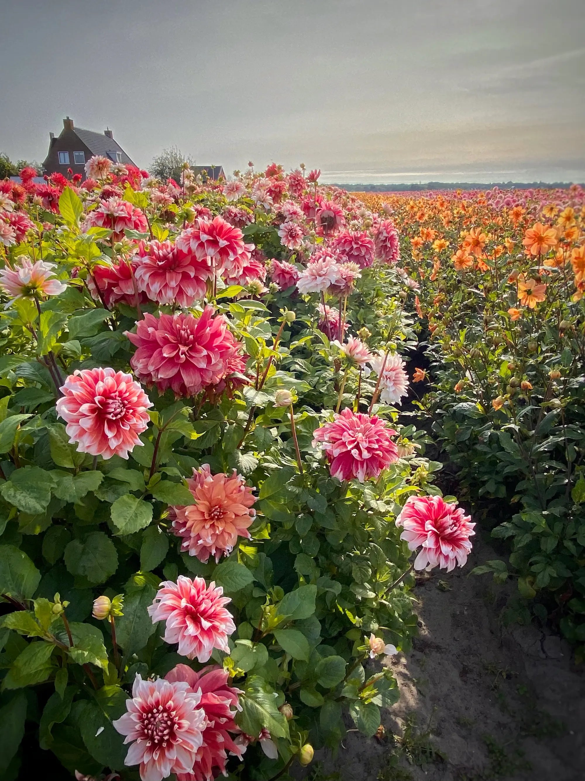 Touring Dutch dahlia fields during Natasja Sadi’s Sweet Floral Immersion workshop in peak dahlia season